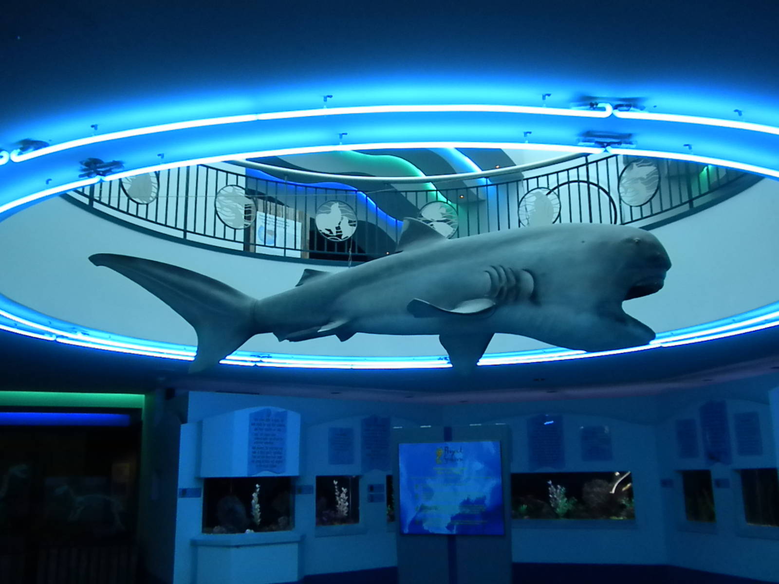 Aquarium 2010 - shark model