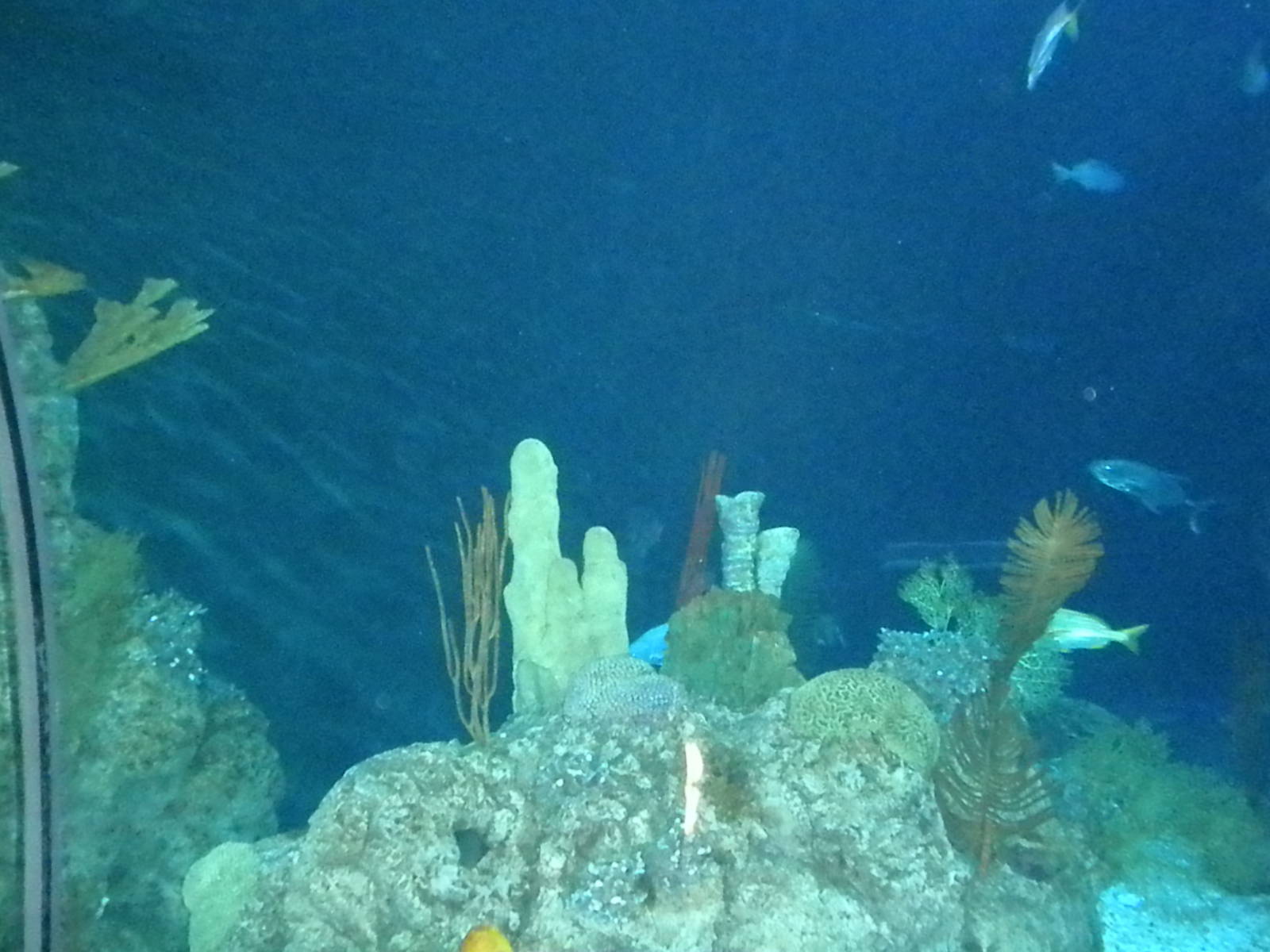 Aquarium 2010 - shark reef