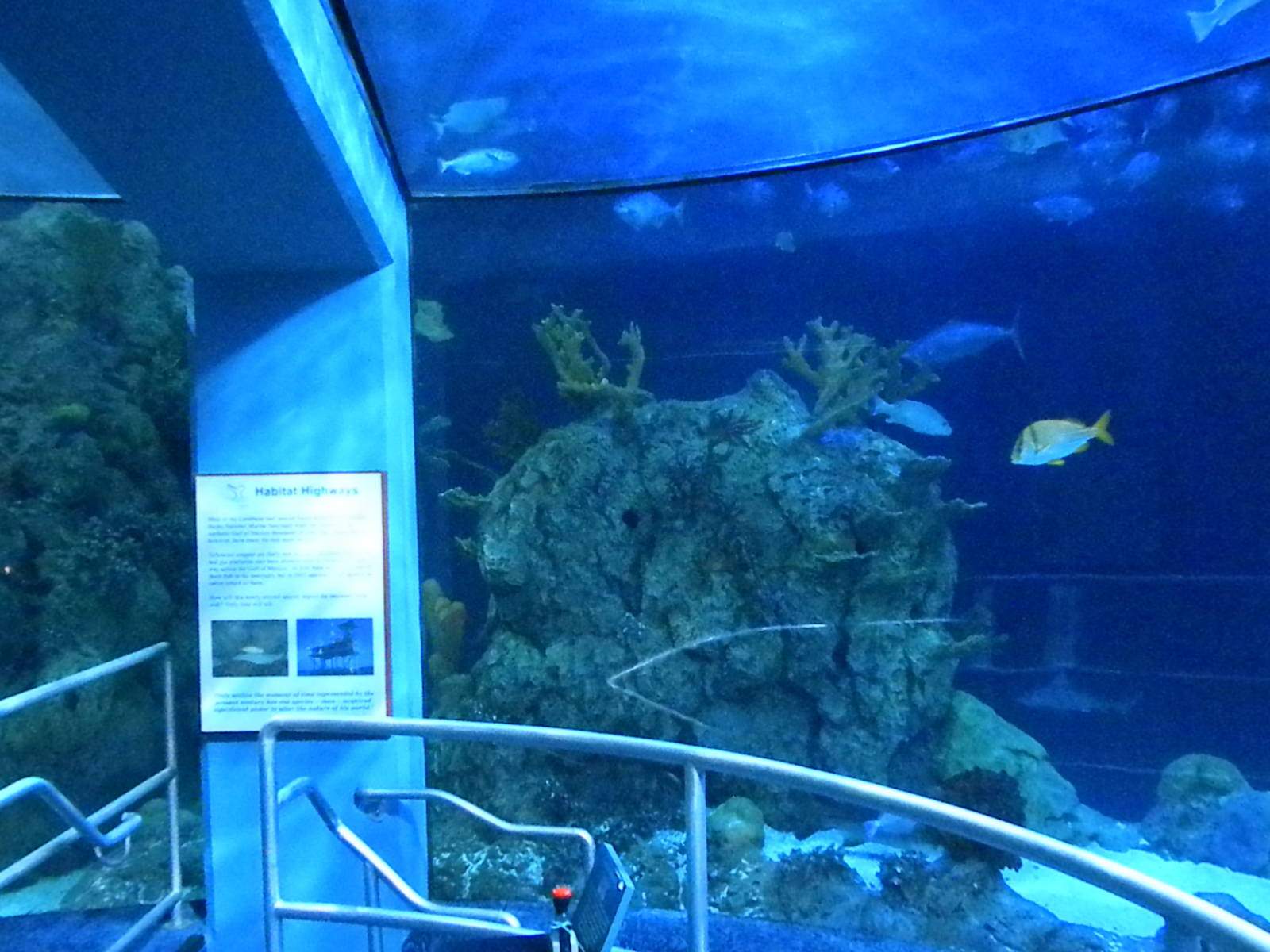 Aquarium 2010 - shark reef