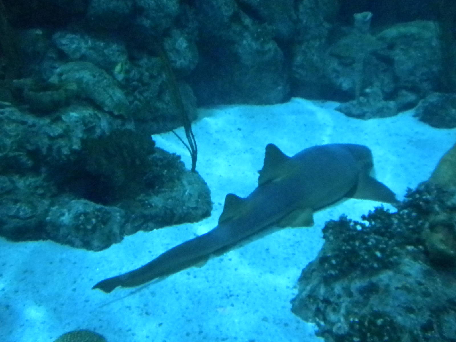 Aquarium 2010 - shark reef