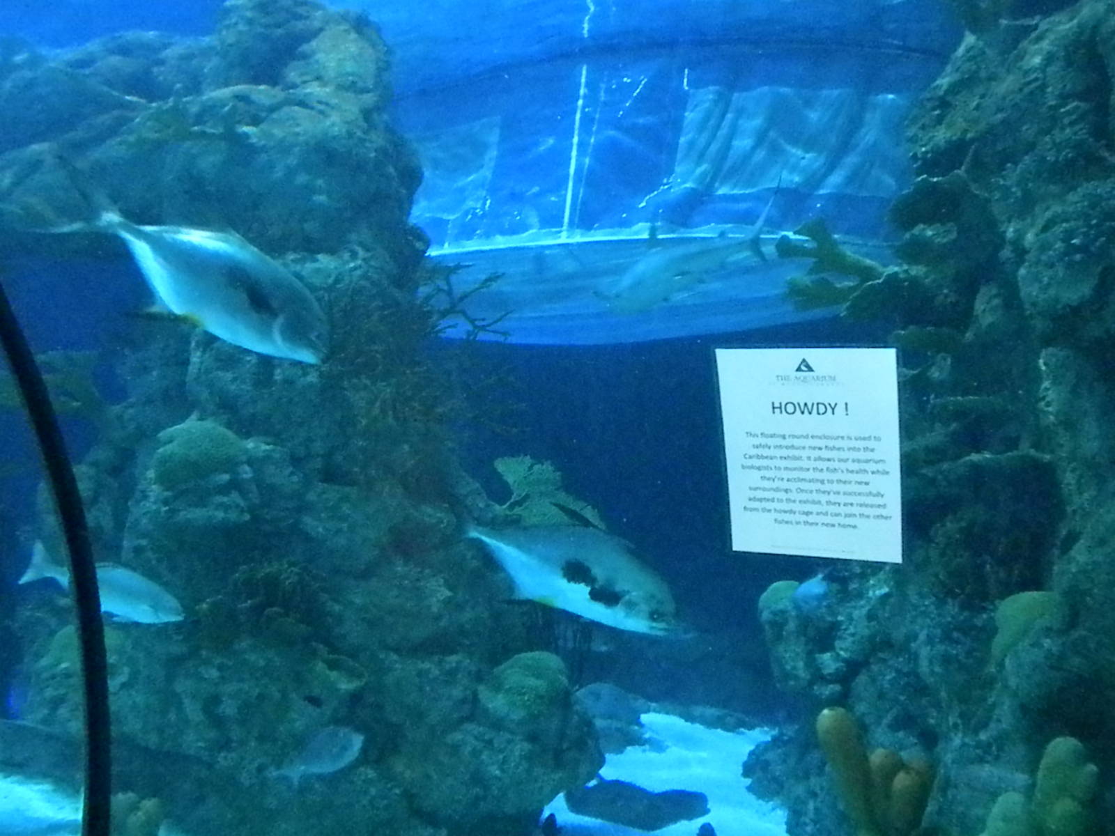 Aquarium 2010 - shark reef