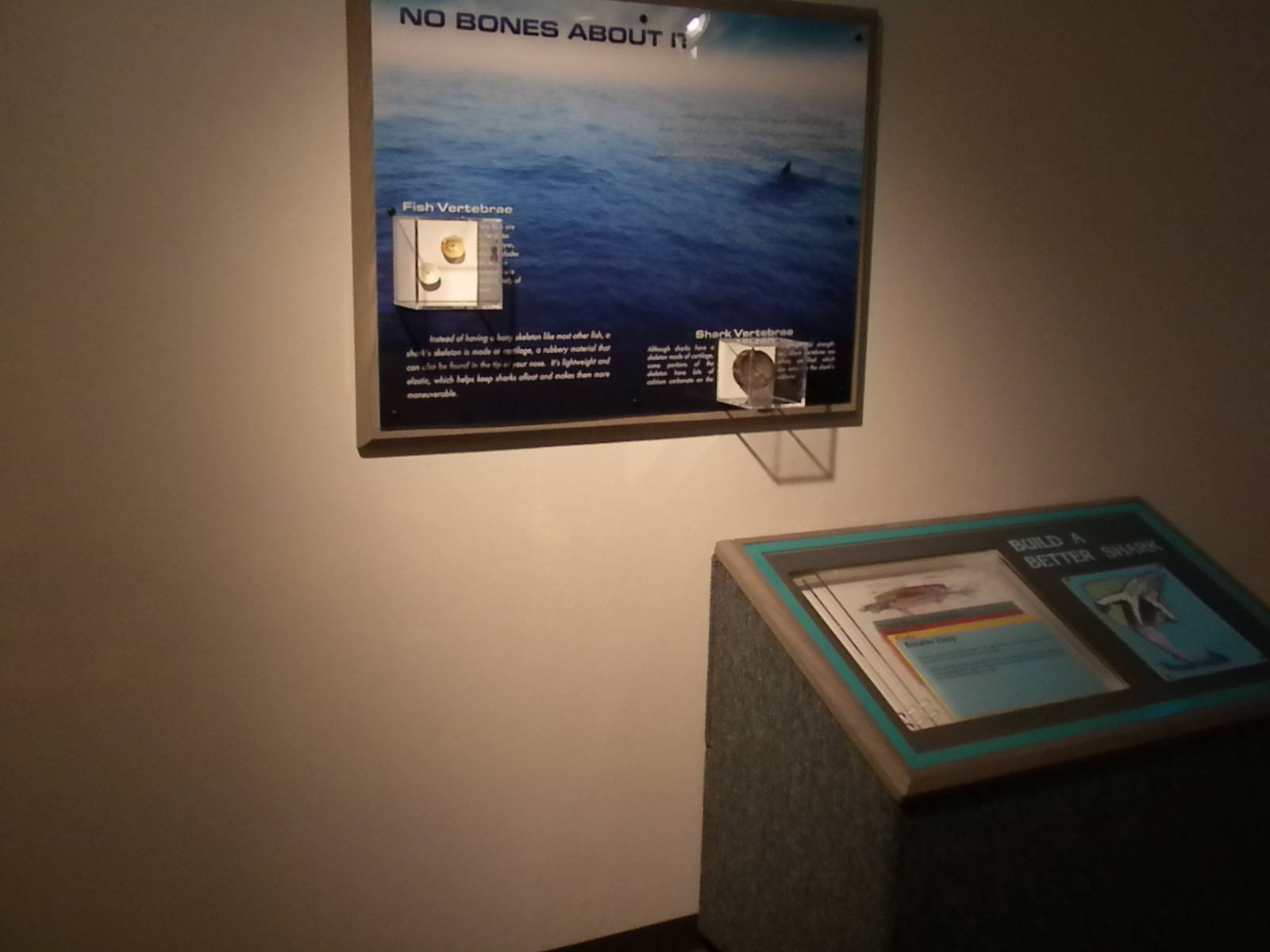 Aquarium 2010 - Temporary shark exhibit