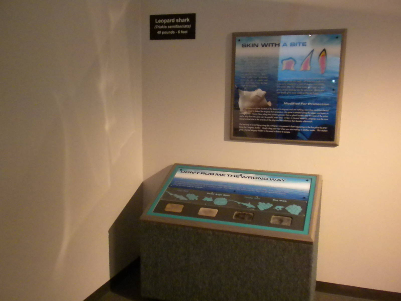 Aquarium 2010 - Temporary shark exhibit