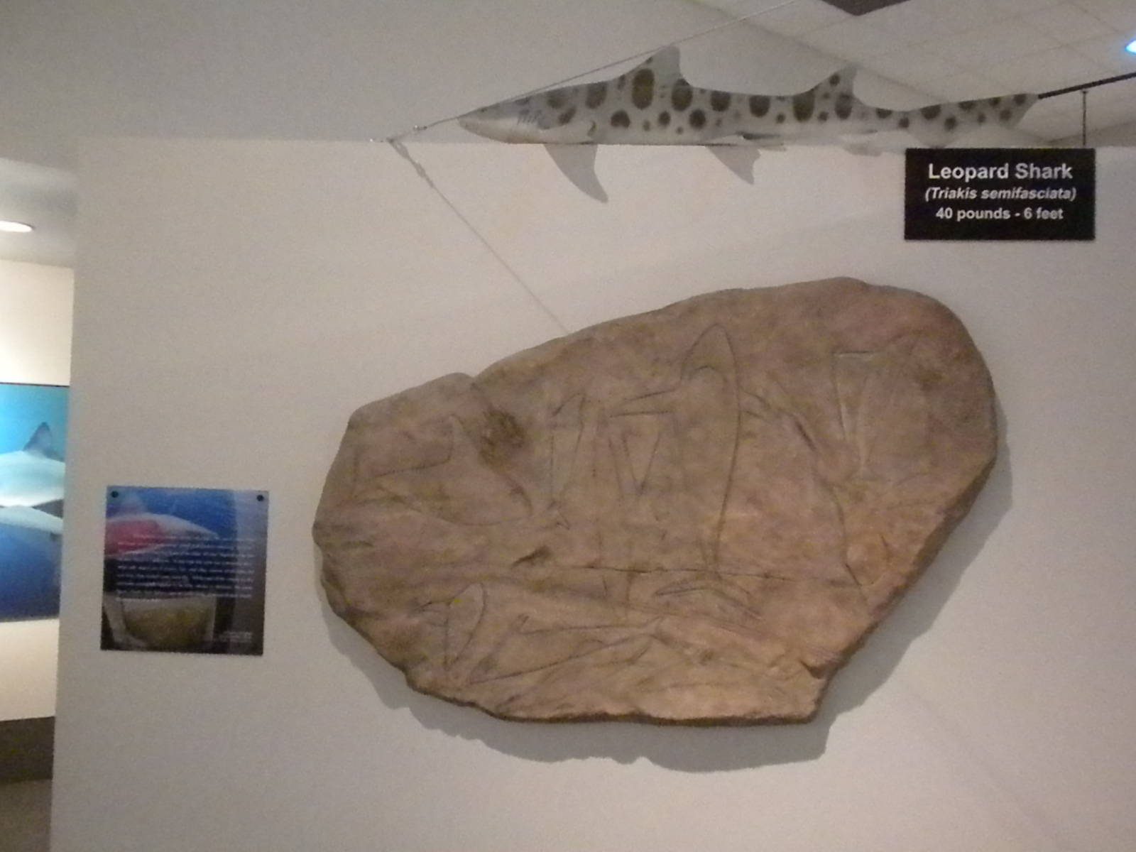 Aquarium 2010 - Temporary shark exhibit