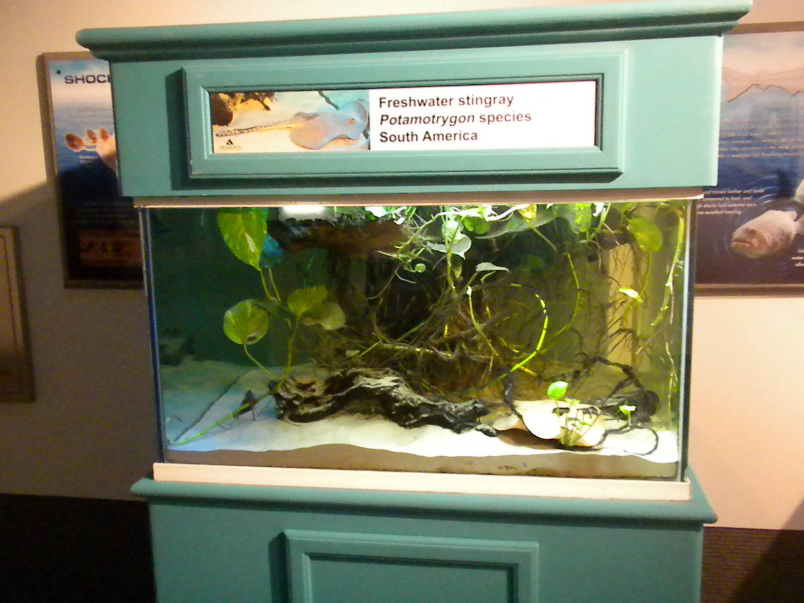 Aquarium 2010 - Temporary shark exhibit