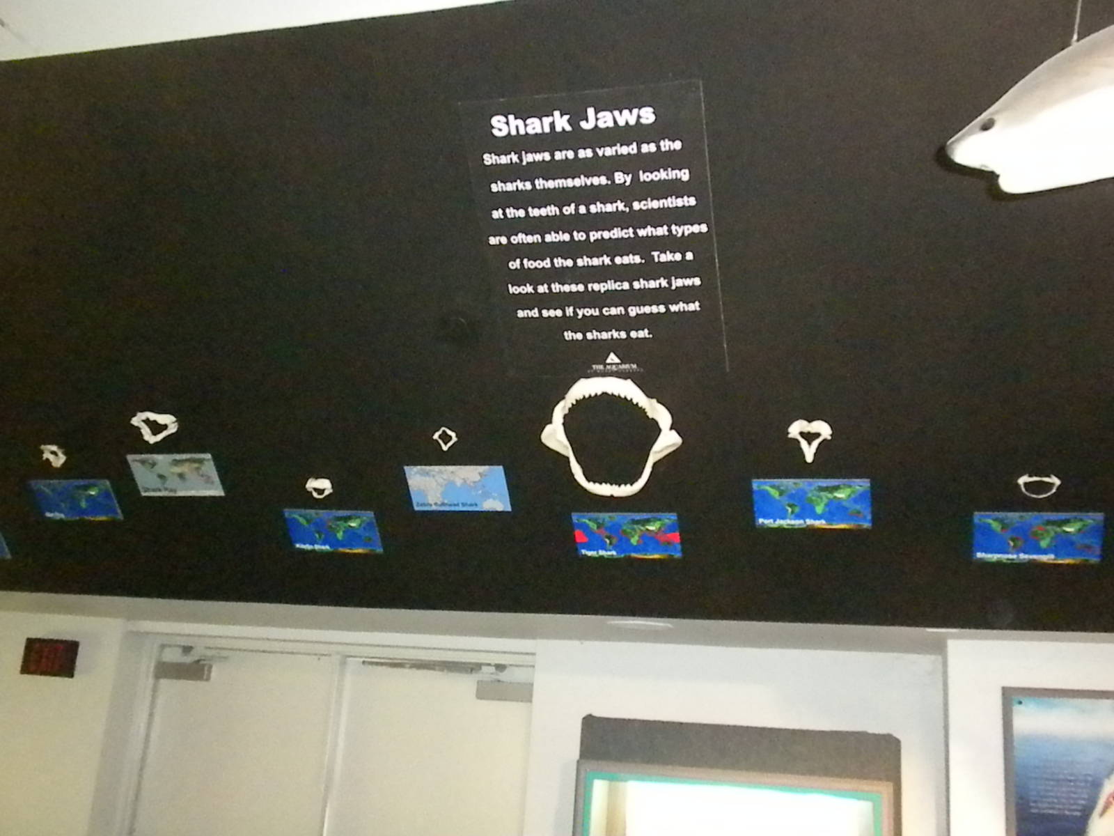 Aquarium 2010 - Temporary shark exhibit
