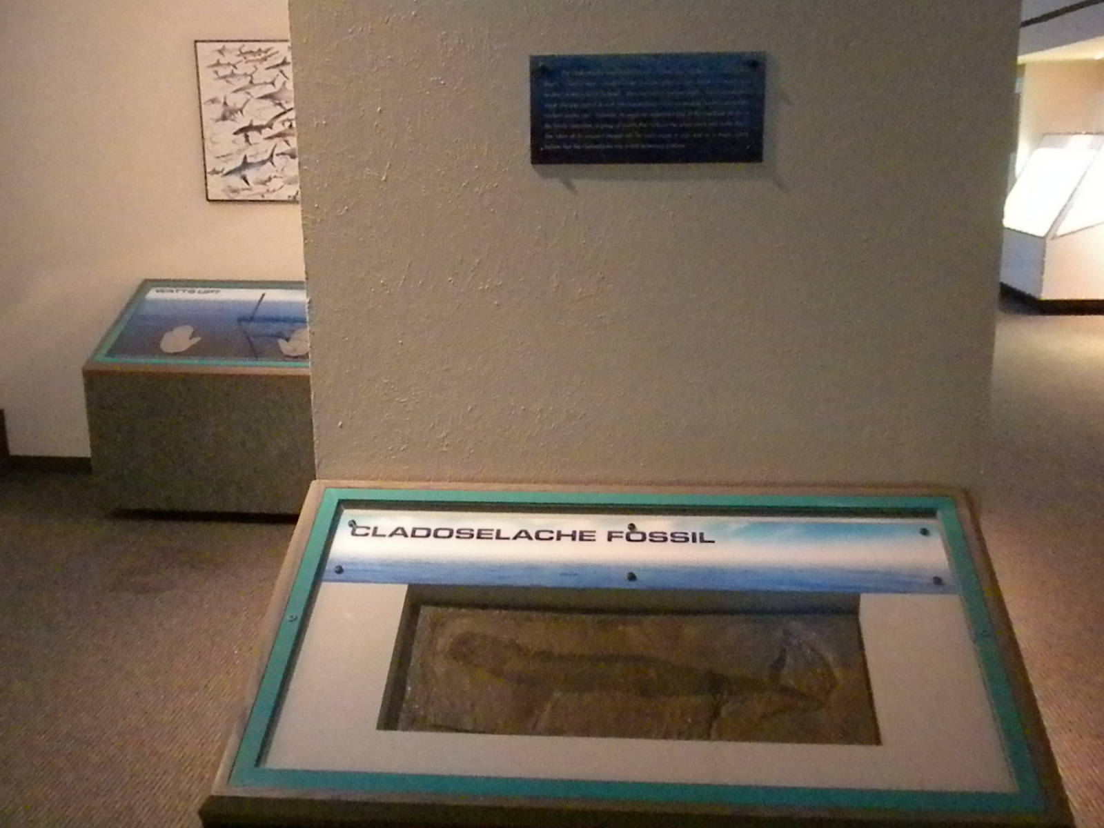 Aquarium 2010 - Temporary shark exhibit