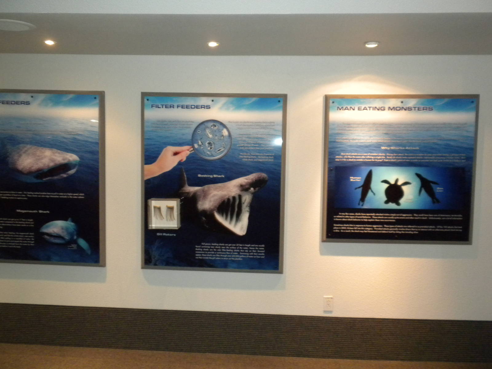 Aquarium 2010 - Temporary shark exhibit
