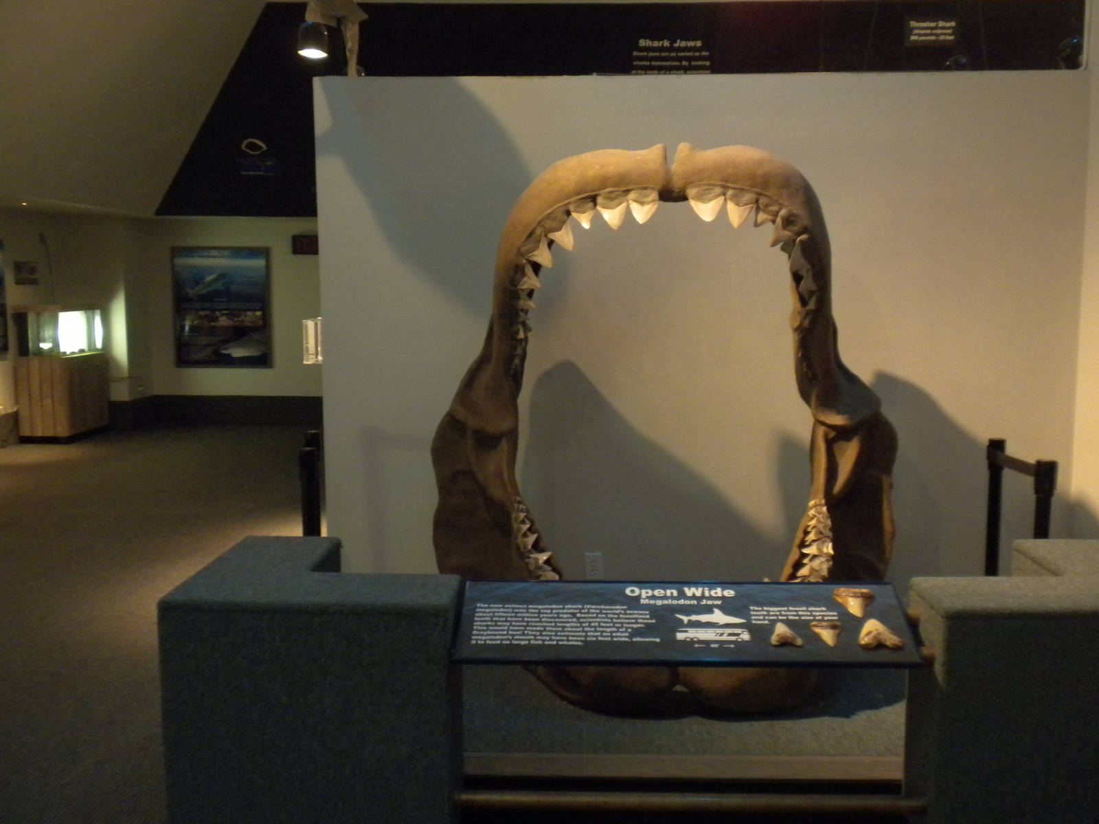 Aquarium 2010 - Temporary shark exhibit