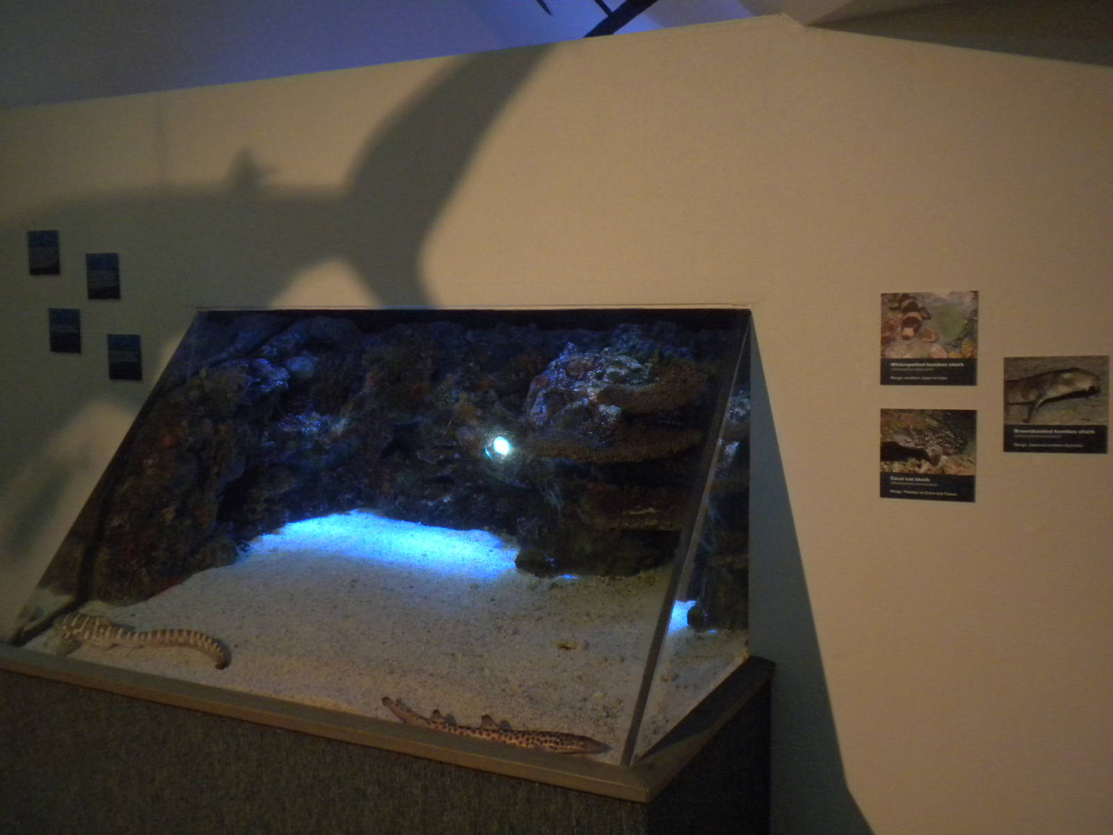 Aquarium 2010 - Temporary shark exhibit