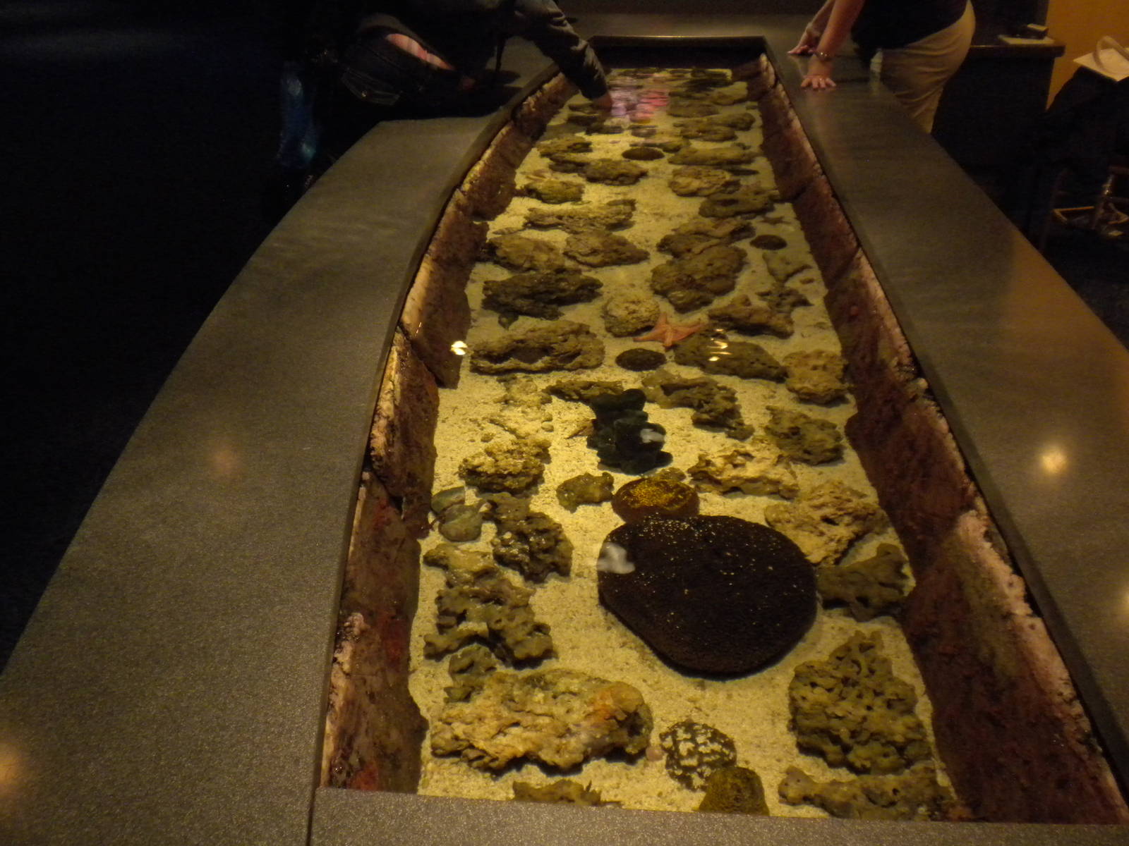 Aquarium 2010 - touch tank