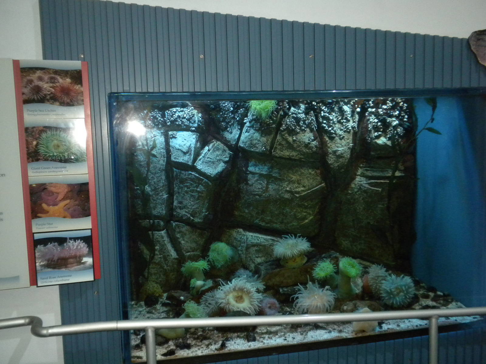 Aquarium 2010