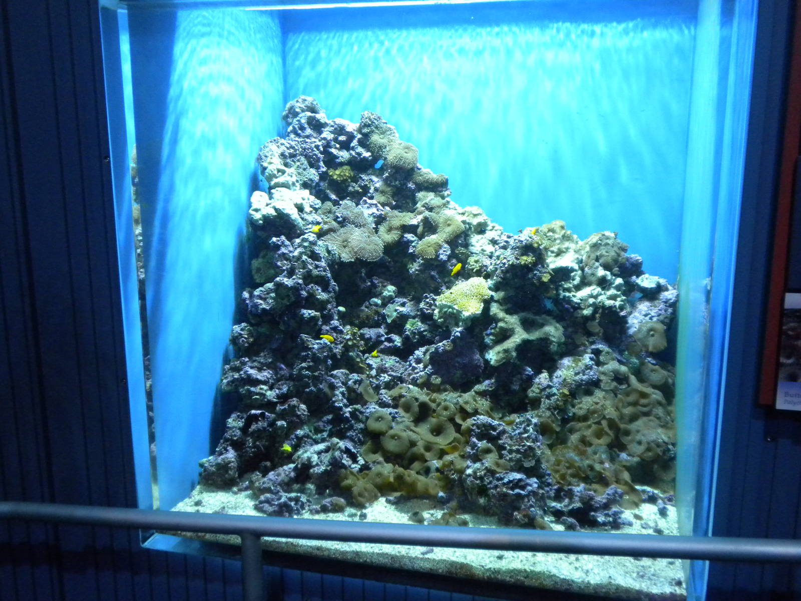 Aquarium 2010