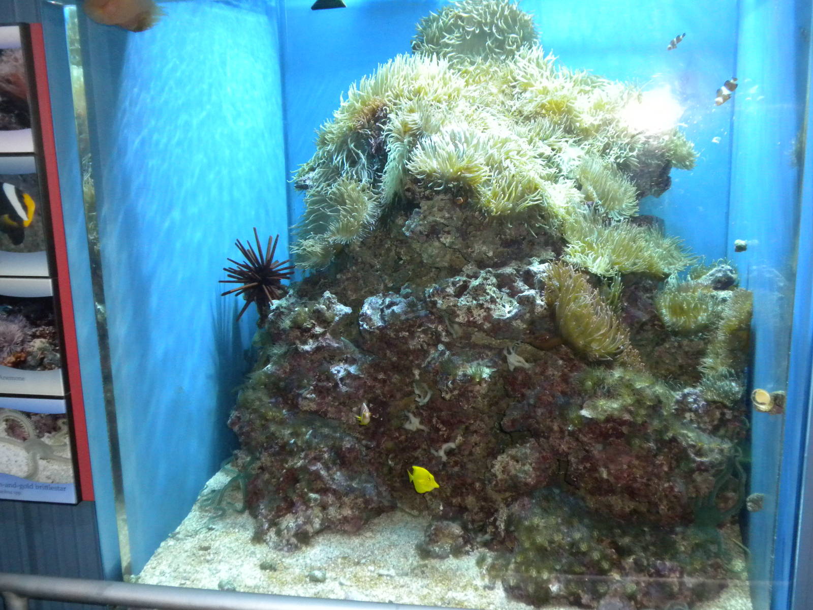 Aquarium 2010