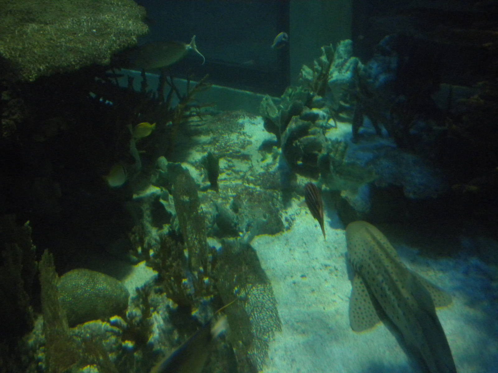Aquarium 2010