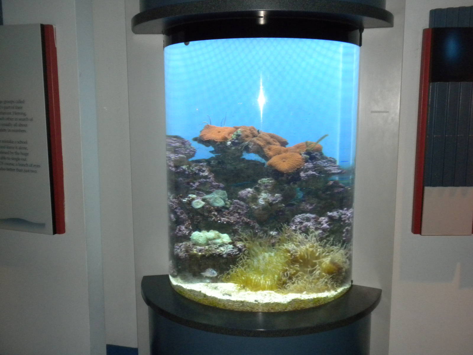 Aquarium 2010
