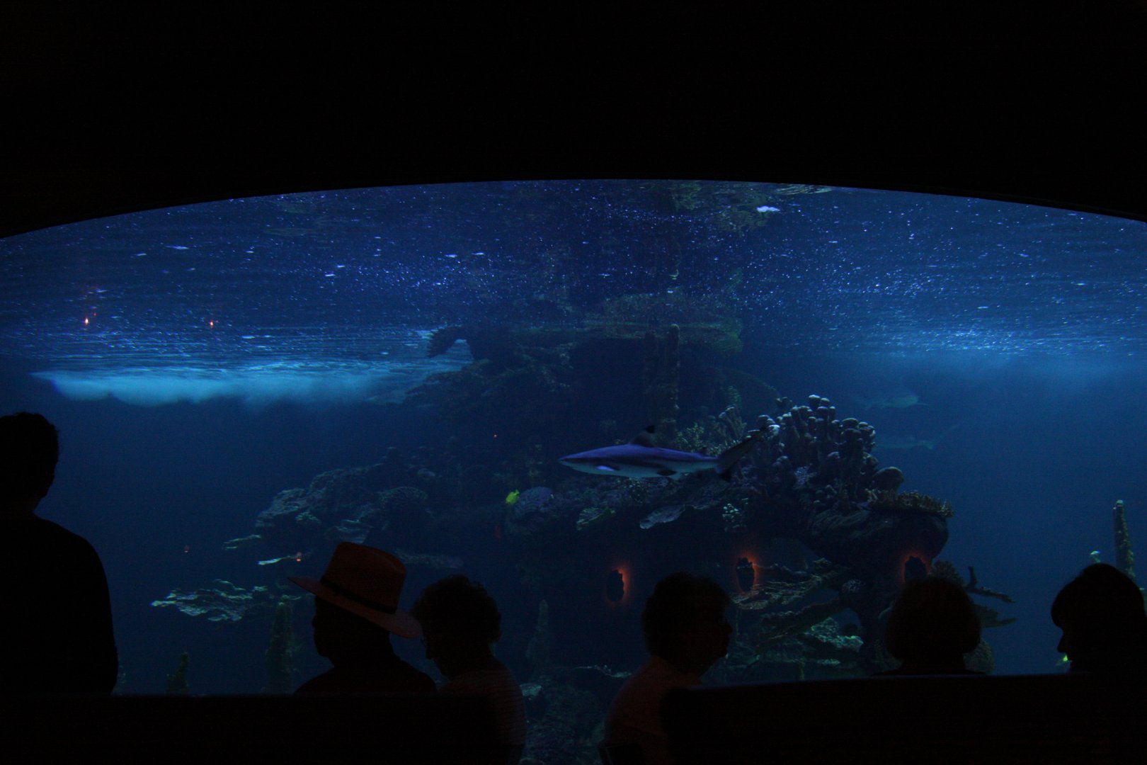 aquarium 2010