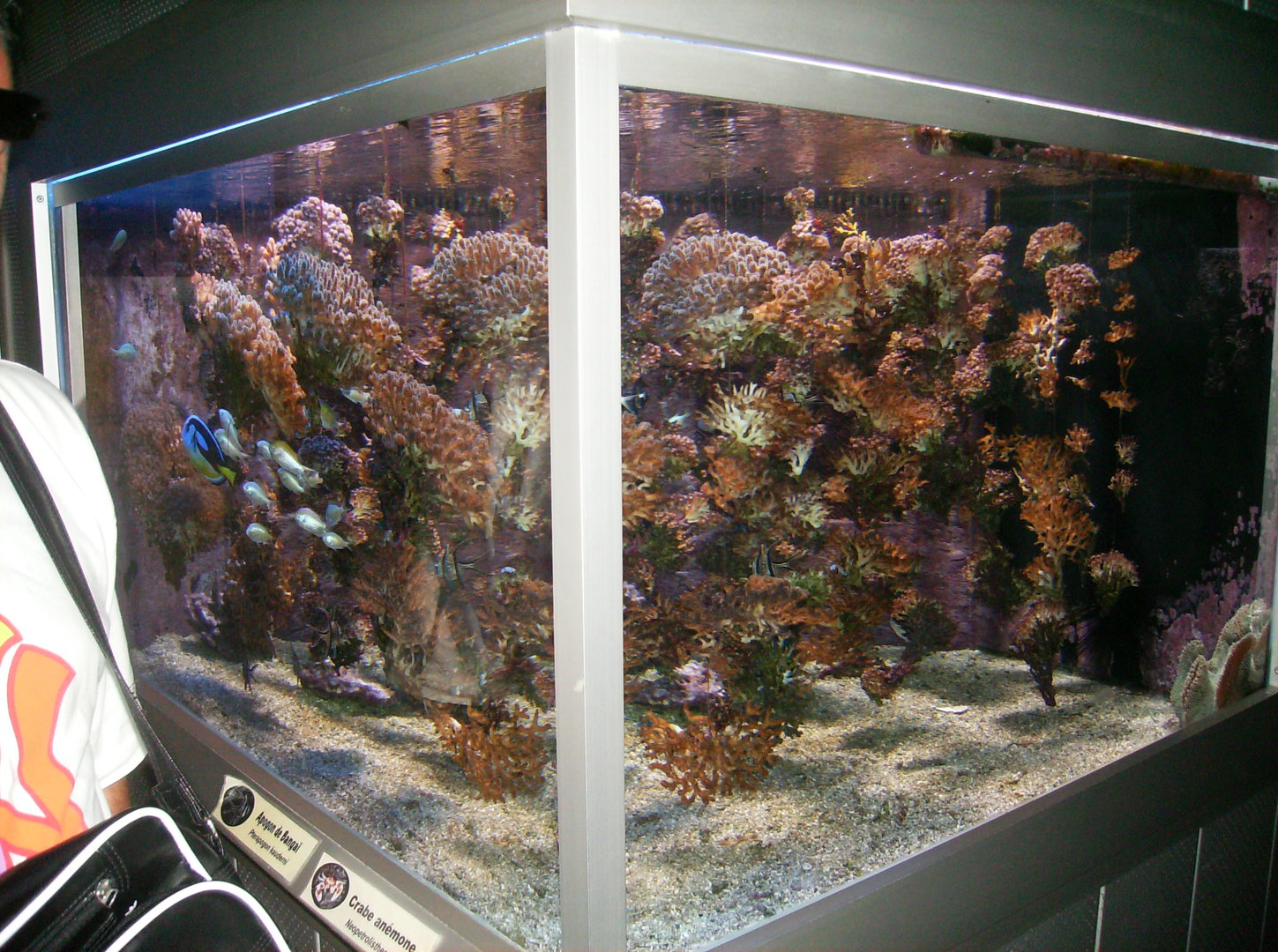 Aquarium - 2010