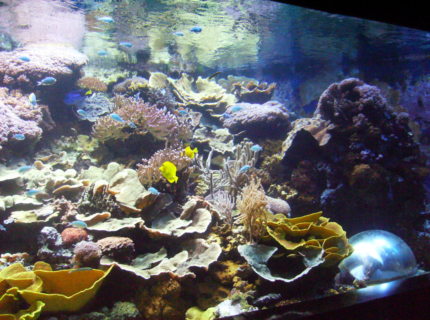 Aquarium - 2010