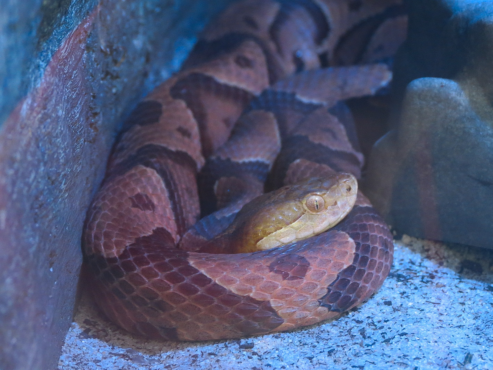 Aquarium - 5 Snake Exhibits - Southern Copperhead