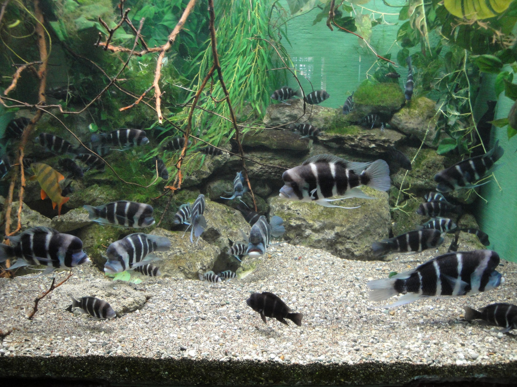 Aquarium - African Cichlids