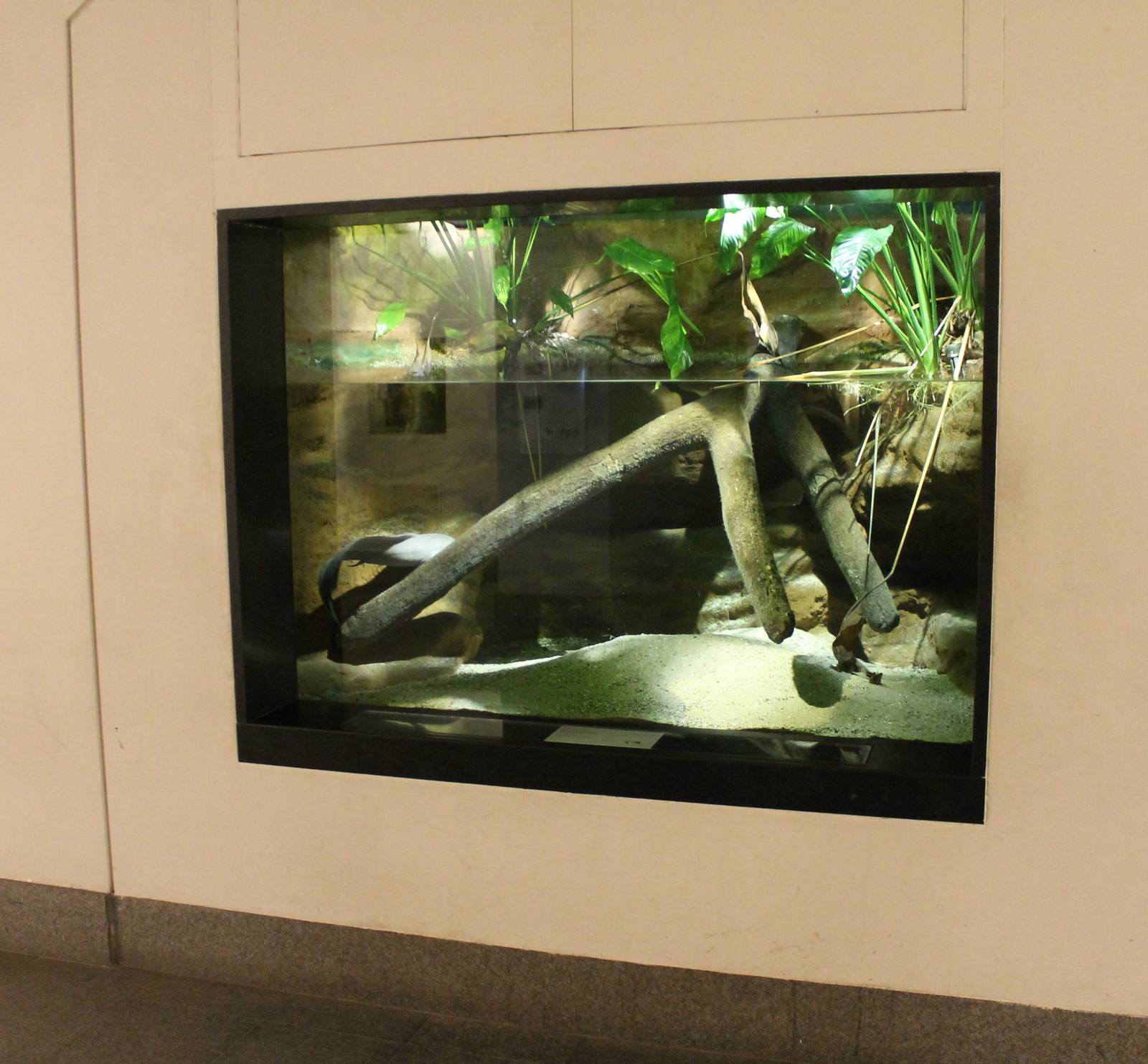 Aquarium African lungfish