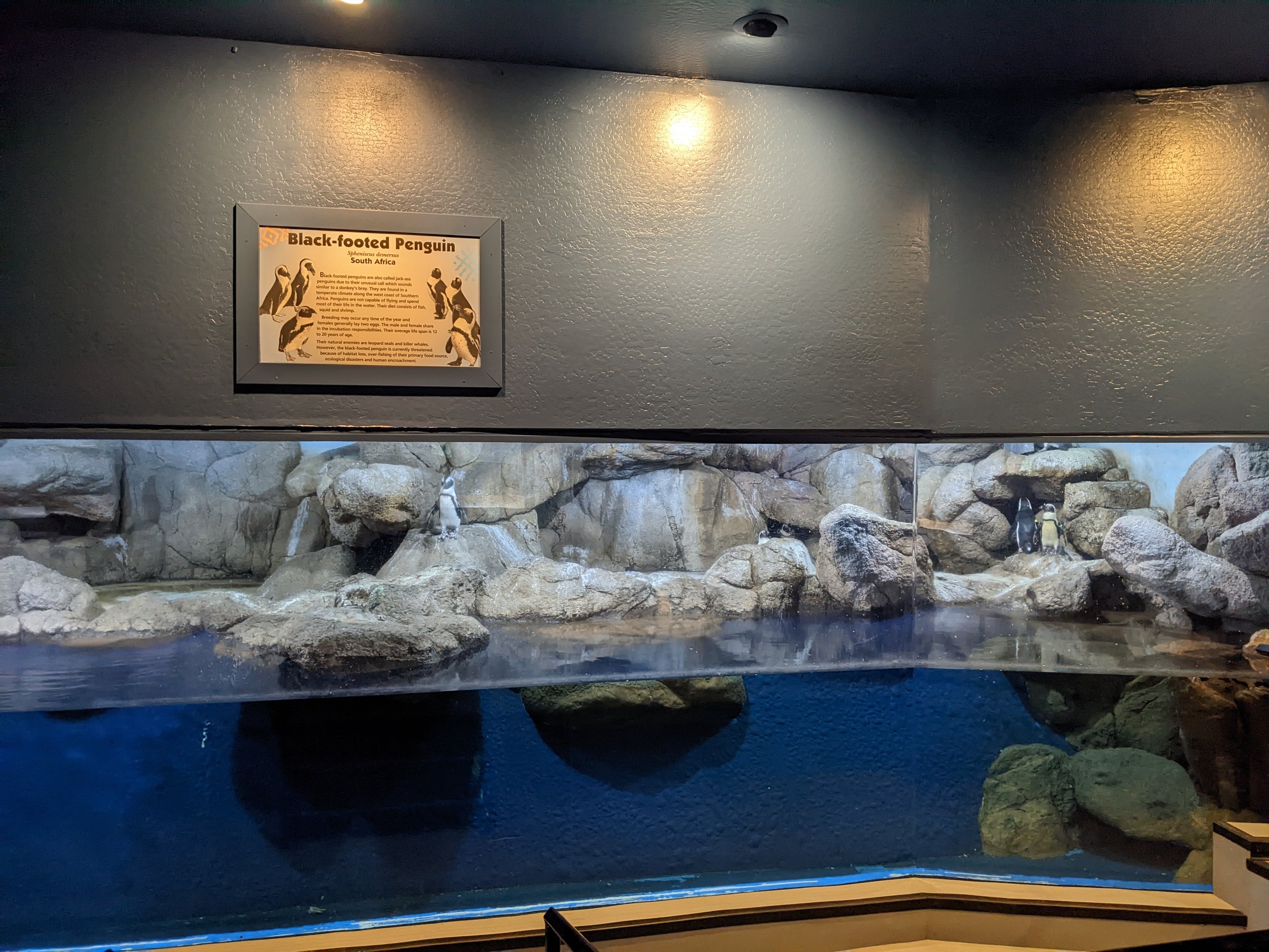 Aquarium - African penguins