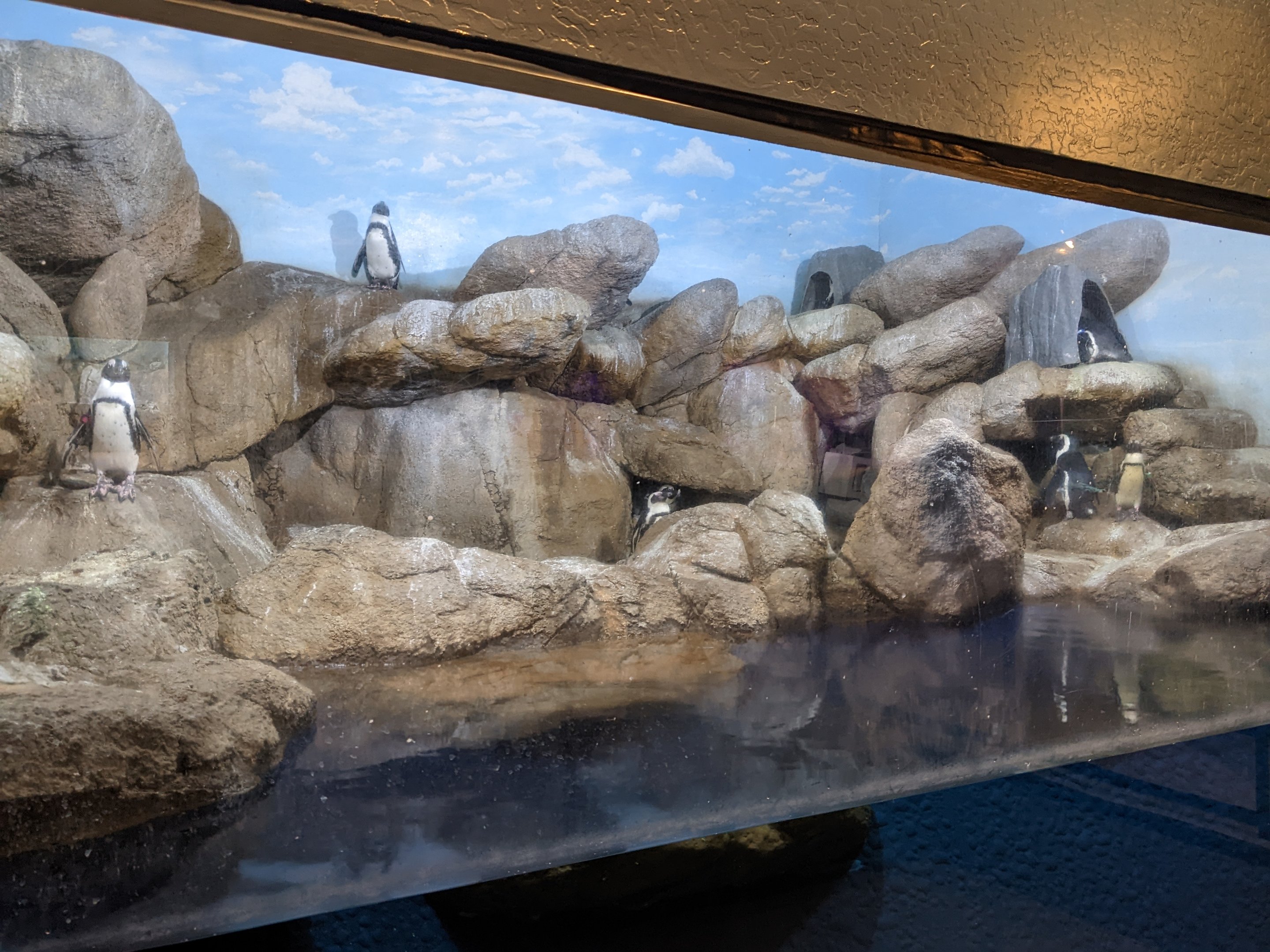 Aquarium - African penguins