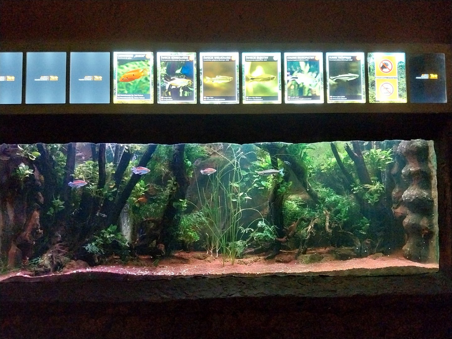 Aquarium - African tetra tank