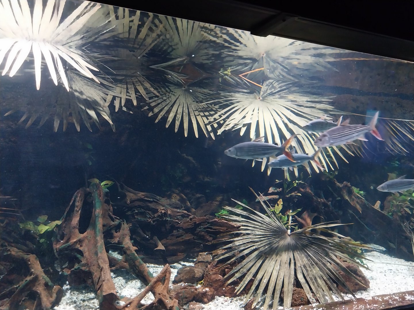 Aquarium - African tiger fish tank