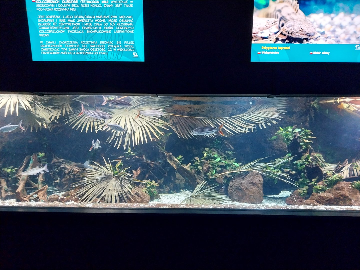 Aquarium - African tigerfish (Hydrocynus vittatus)