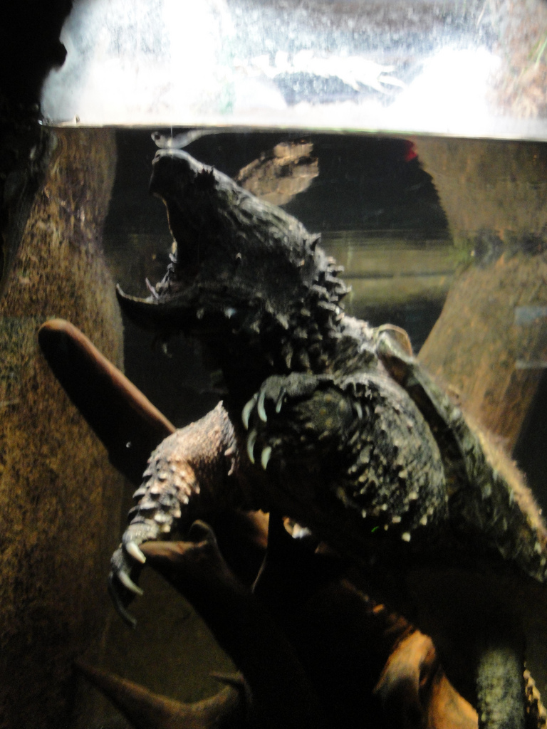Aquarium - Alligator Snapping Turtle