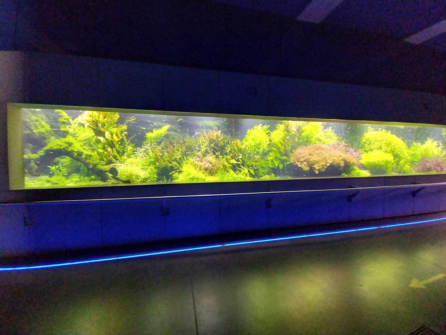 Aquarium - Amazon aquarium