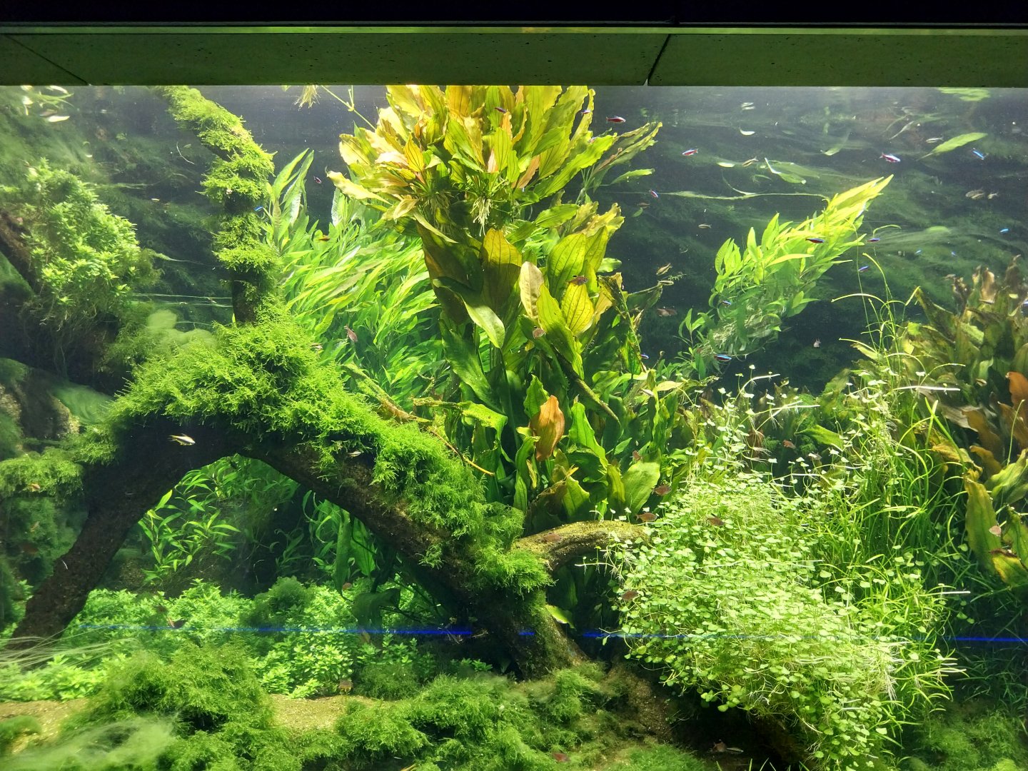 Aquarium - Amazon aquarium