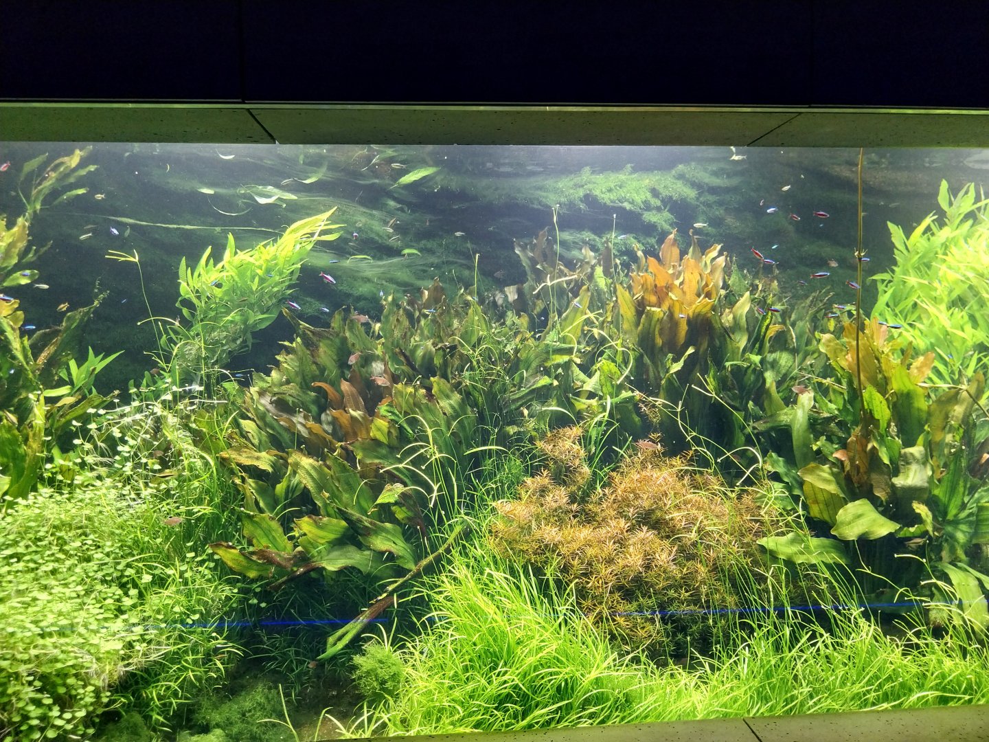 Aquarium - Amazon aquarium