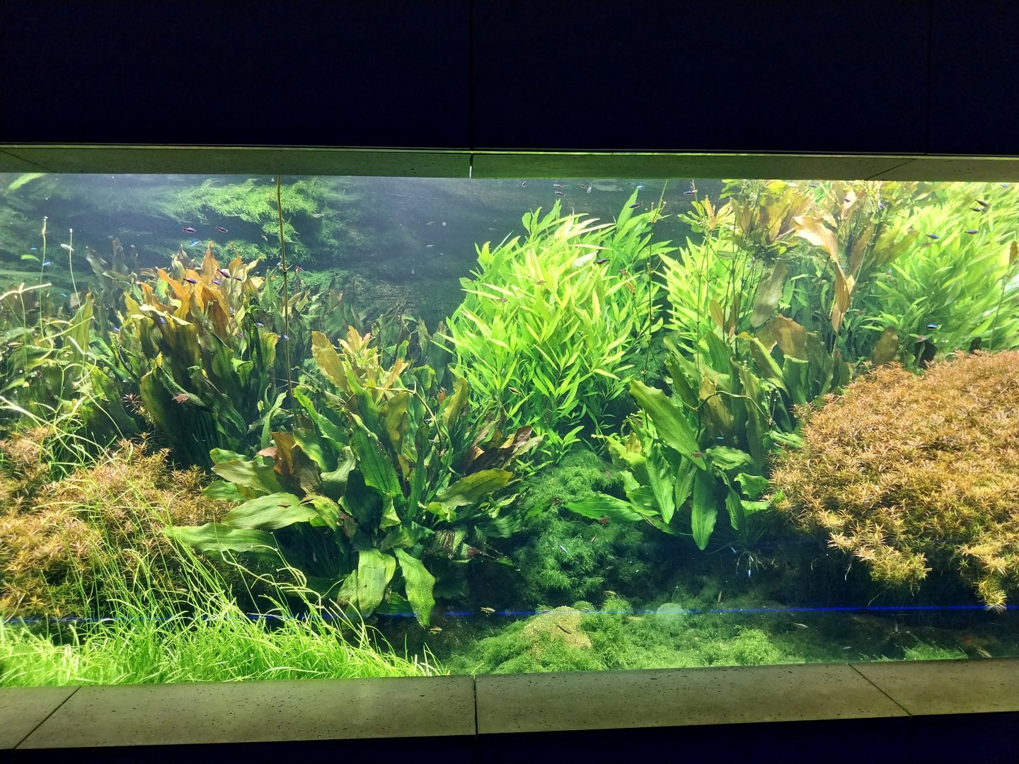 Aquarium - Amazon aquarium