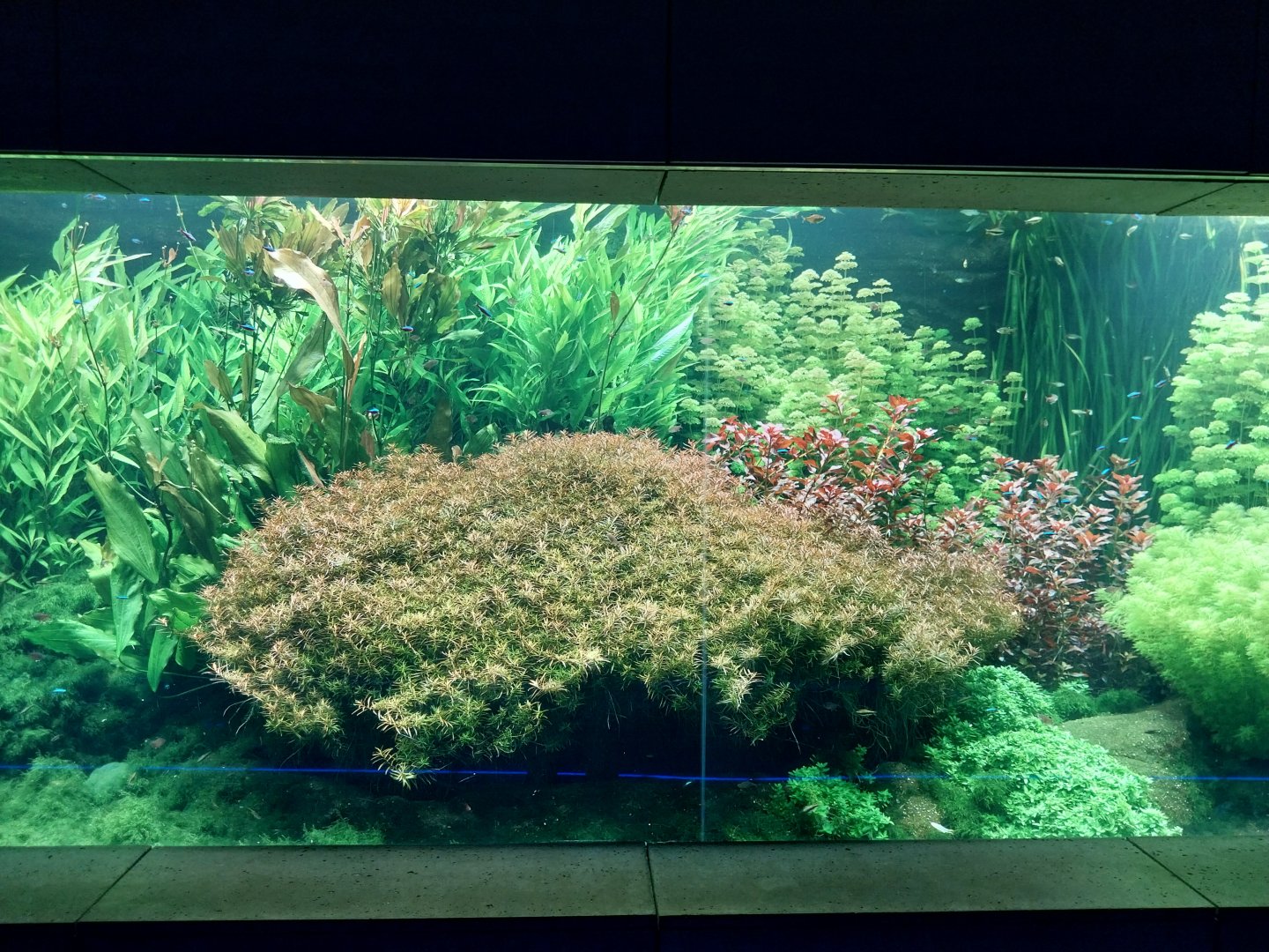 Aquarium - Amazon aquarium