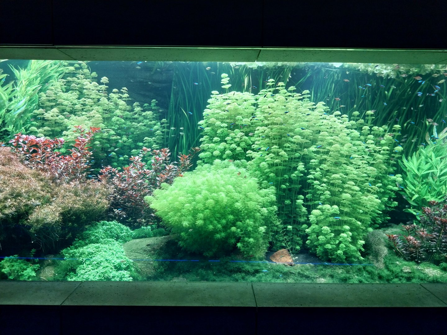 Aquarium - Amazon aquarium