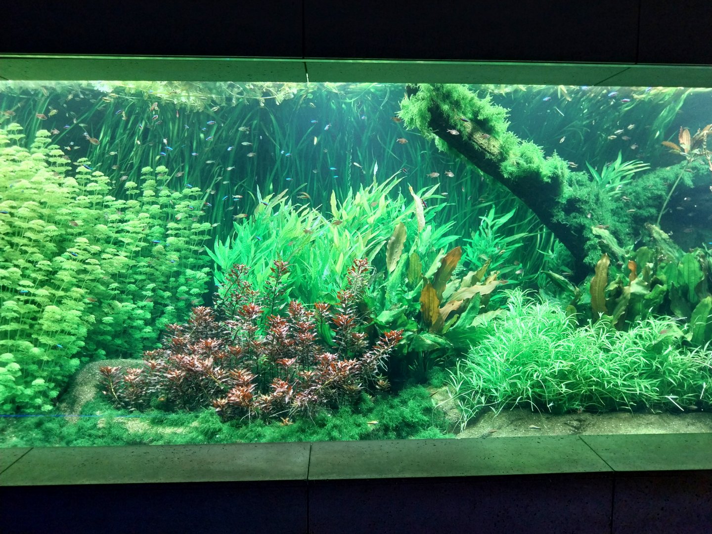 Aquarium - Amazon aquarium