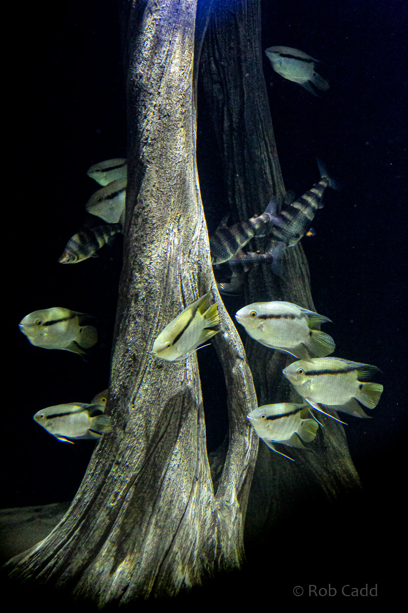 Aquarium (Amazon exhibit (part)) : Whipsnade : 06 Sep 2019