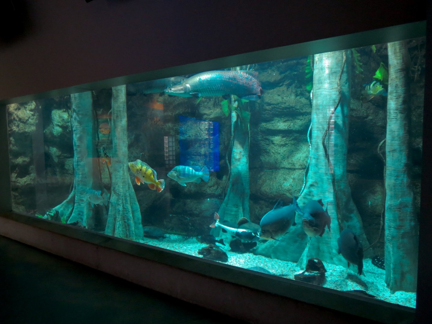 Aquarium - Amazon Exhibit