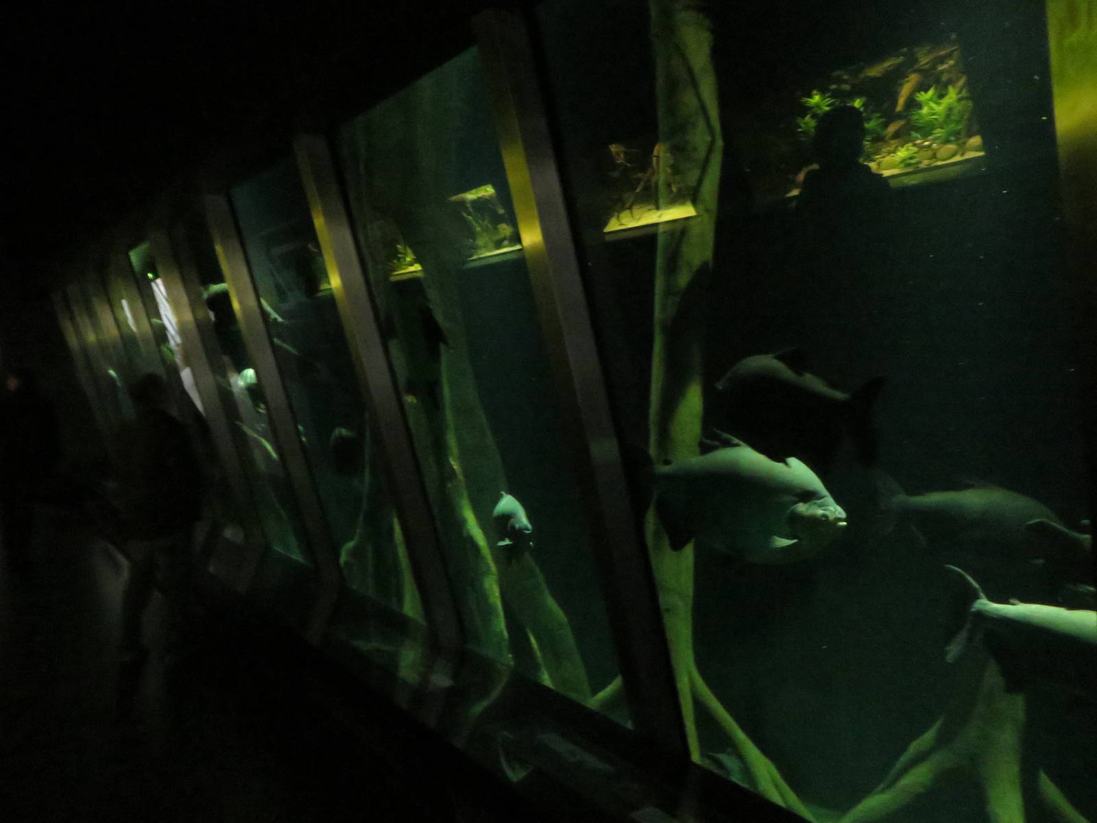 Aquarium - Amazon flooded forest