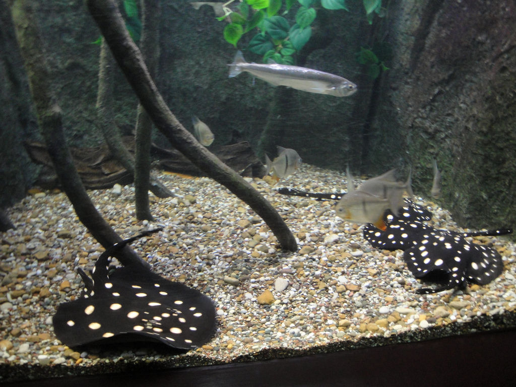 Aquarium - Amazon River Exhibit