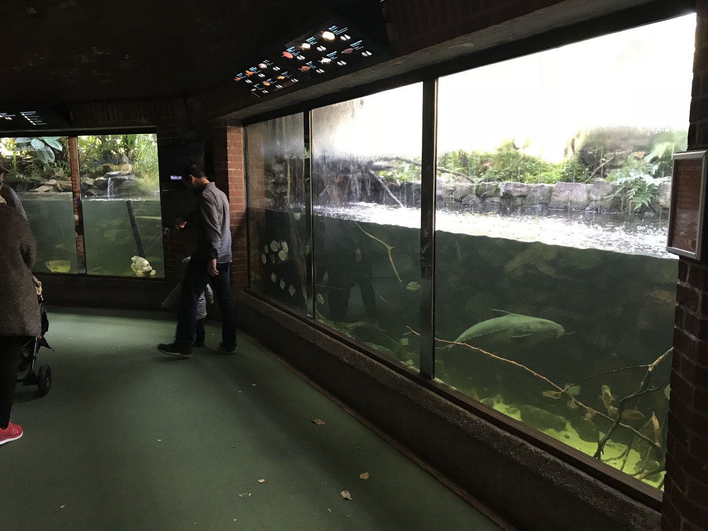 Aquarium - Amazonia exhibit 261018