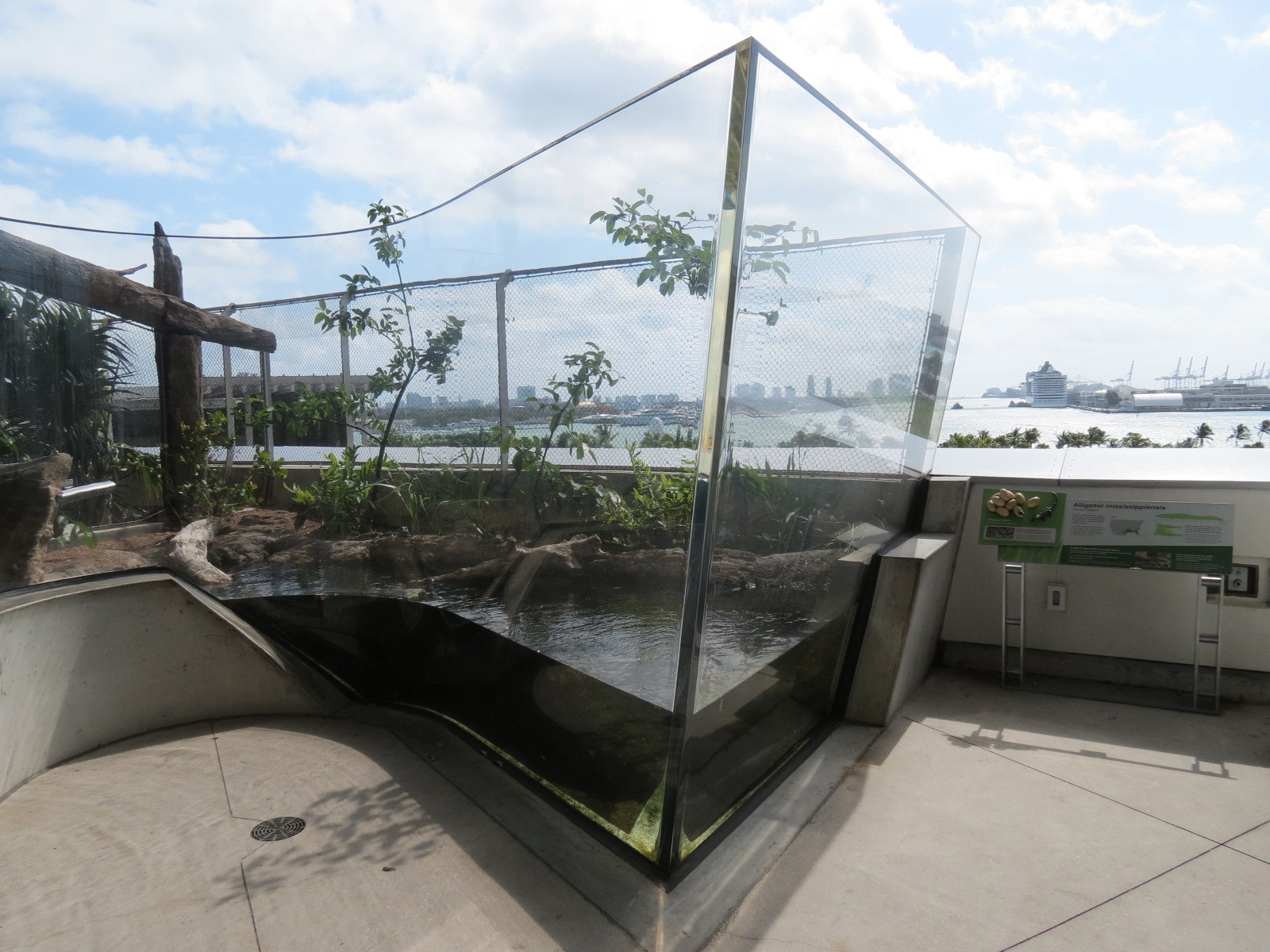 Aquarium - American Alligator Exhibit