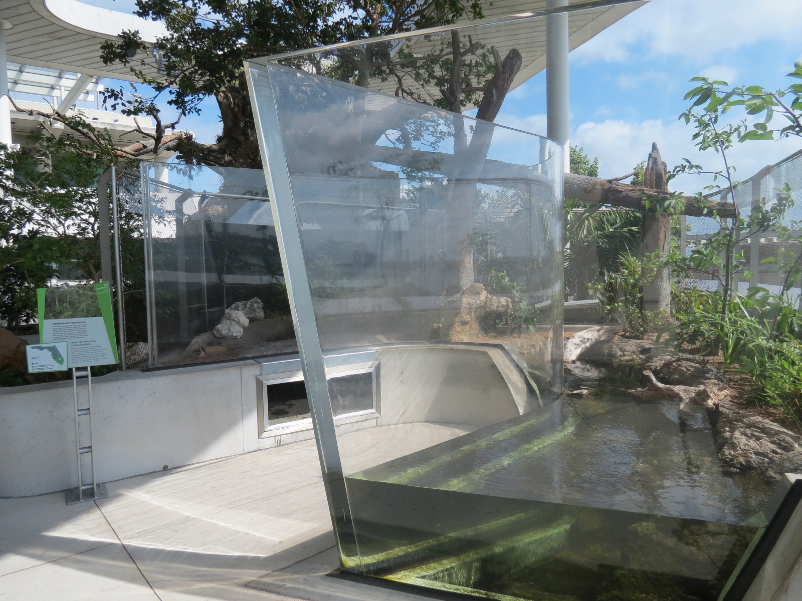 Aquarium - American Alligator Exhibit