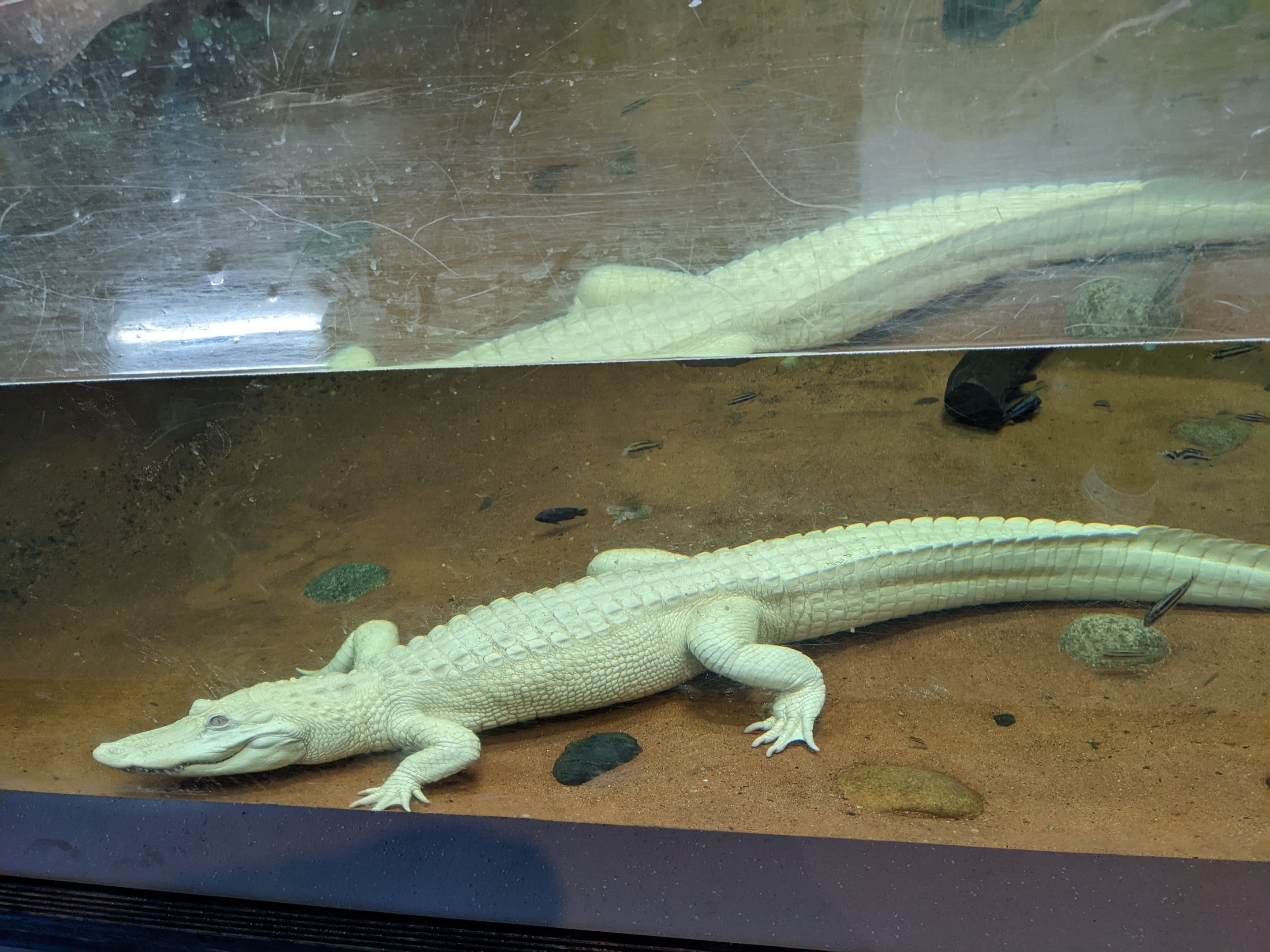 Aquarium - American alligator