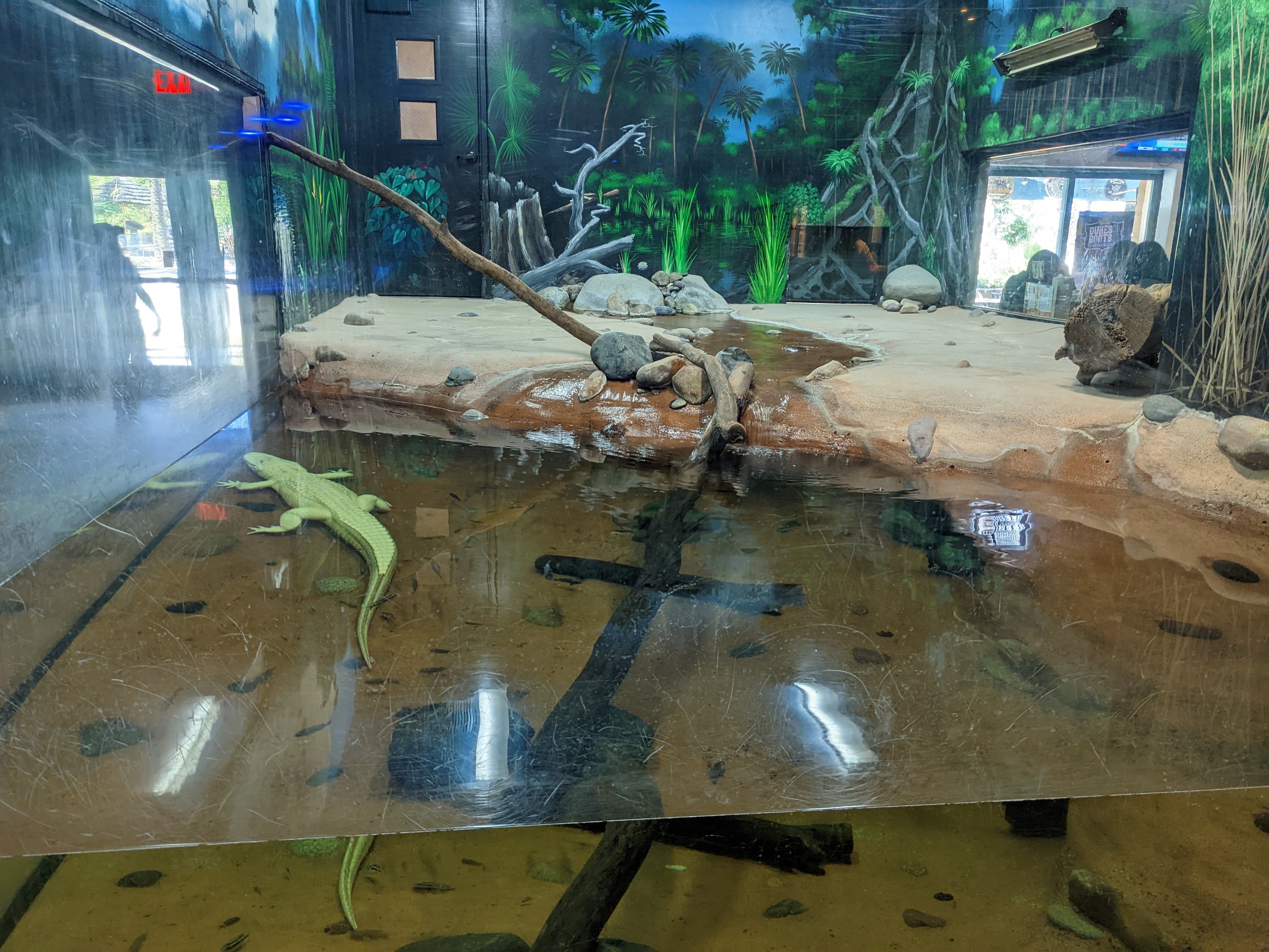 Aquarium - American alligator