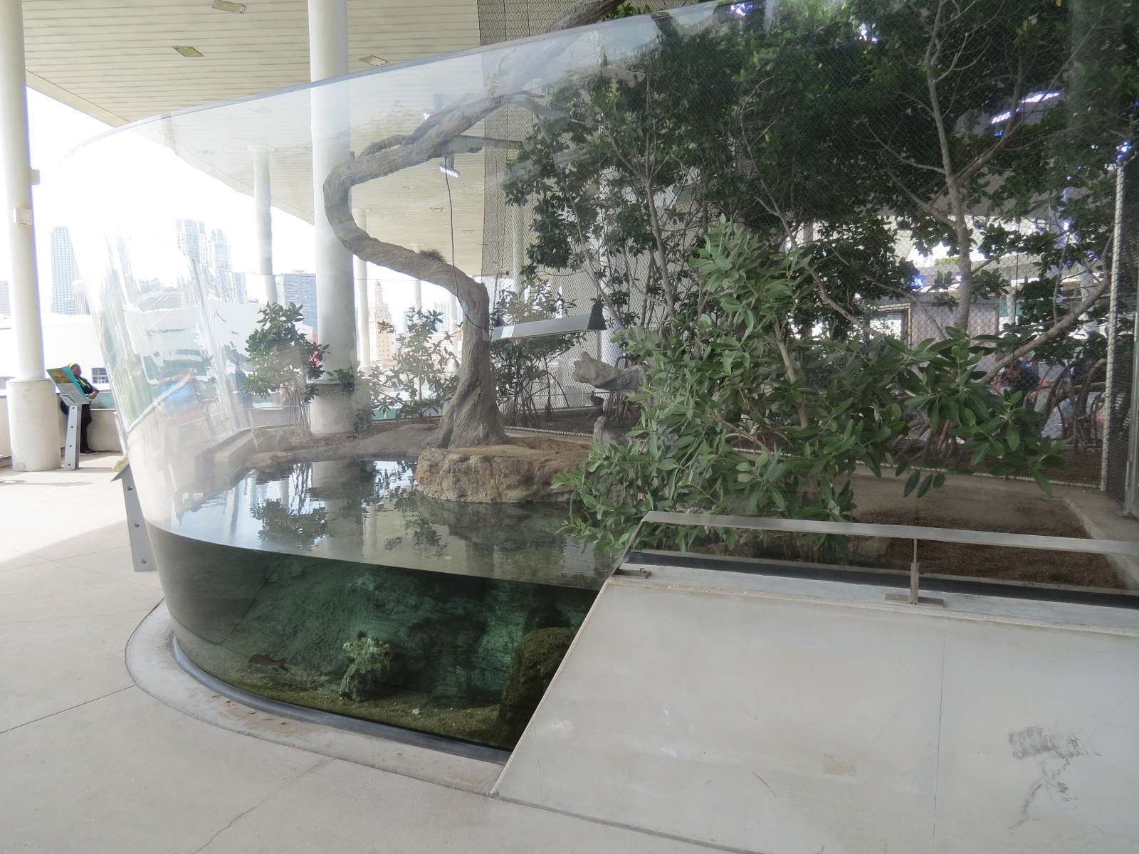 Aquarium - American Crocodile Exhibit