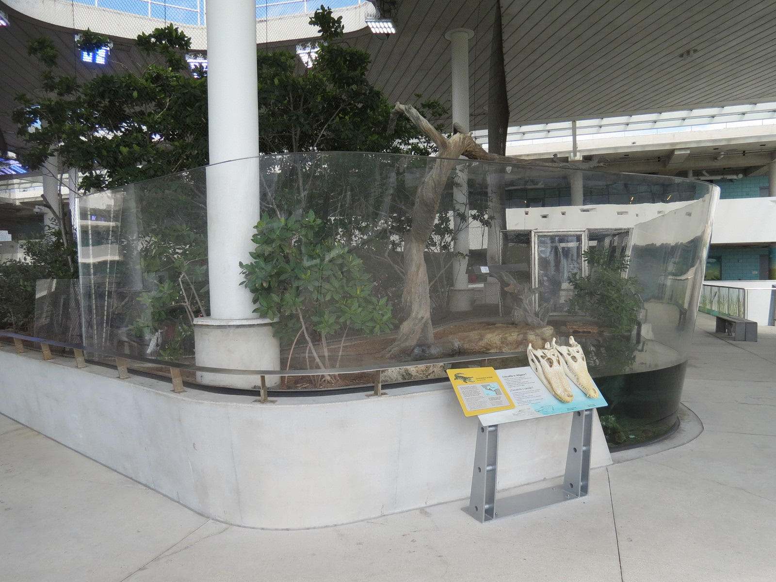 Aquarium - American Crocodile Exhibit